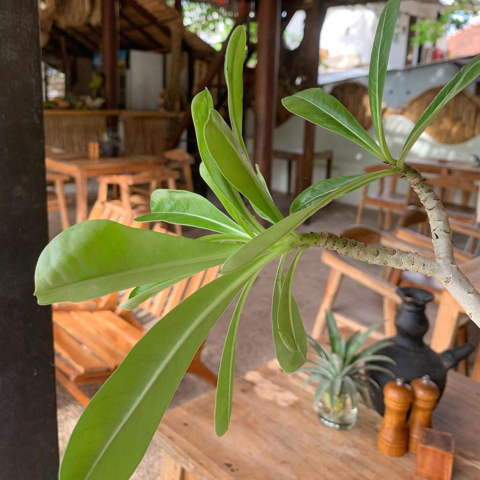 Jungalow Gili Trawangan Luaran gambar